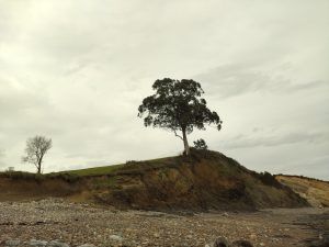 Un eucalipto solo en medio del campo Eucalipto en la playa de Antromero
